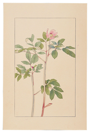 山芍薬　Paeonia obovata