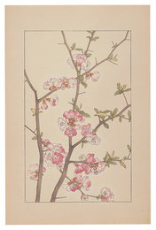 木瓜　Cydonia Japonica