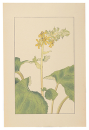 男寶香　Lingularia sibirica