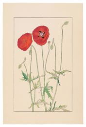 雛罌粟　Shirley Poppy,Corn Poppy