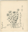 自筆色紙　白く咲く荒地野菊は強き花　Shikishi