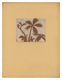 白根矢車　Shirone Yaguruma