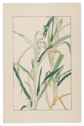 珠數玉　Job's Tears