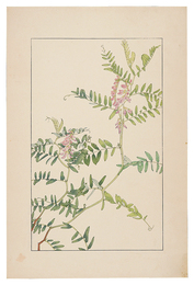 草藤　Tufted vetch