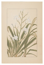 著莪　 Iris Japonica 