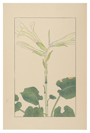 うばゆり　Cardiocrinum cordatum