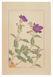 野牡丹　Glory Bush