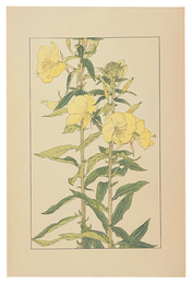 大待宵草　Evening Primrose
