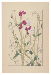 麝香蓮理草　Sweet pea