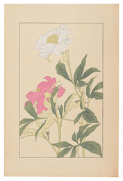 芍薬　Peonｙ