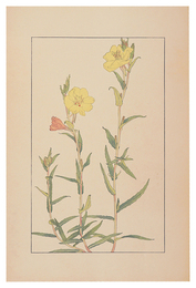 待宵草　Evening Primrose