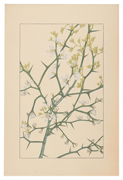 枸橘　Trifoliate orange