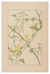 山吹　Japanese kerria