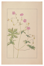 赤沼風露　Geeranium dakuricum