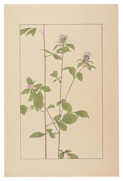 蒼朮　Atractylodes lancea