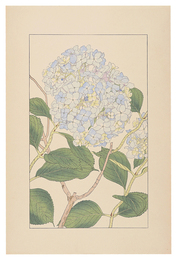 紫陽花　Hydrangea macrophylla