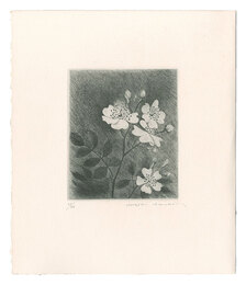 のいばら　Japanese Rose