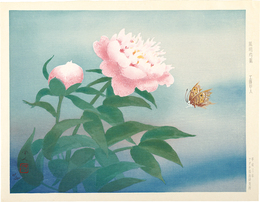 風明芍薬　Peony