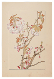 八重桜　Double Cherry Blossom