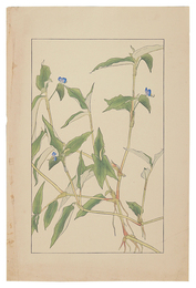 露草　Commelina　communis