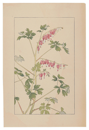 けまんさう　Bleeding　Hearｔｓ