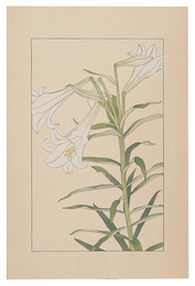 鉄砲百合　Trumpet Lily