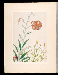 高山植物図譜　コオニユリ（スゲユリ）・イヌスギナ（ヌマドグサ）　Japanese Alpine Plants / Maximowicz's lily and Marsh horsetail