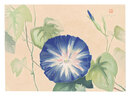 萬華画譜　あさがほ　Picture Album of Various Flowers / Morning Glory
