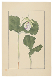 熊谷草　Japanese lady's slipper