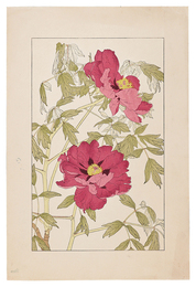 牡丹　Peony