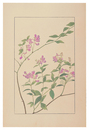 南天萩　Two-Leaved Vetch