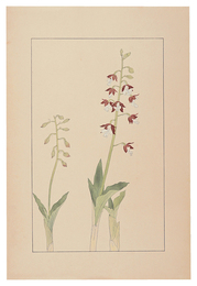 海老根　Calanthe discolor