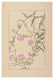 撫子　Dianthus superbus