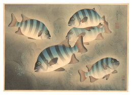 大日本魚類画集　第ニ輯ノ六 イシダイ　Fish of Japan / No. 6 of Volume 2: Rock Sea Bream