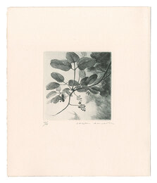 みつばあけび　Akebia trifoliata