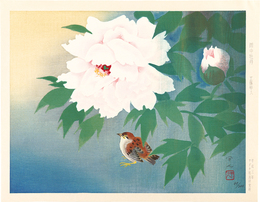 雨中牡丹　Peony in Rain