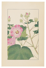 芙蓉　Cotton Rosemallow