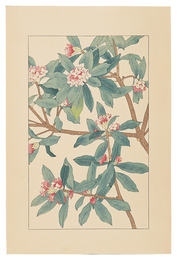 瑞香　Winter Daphne