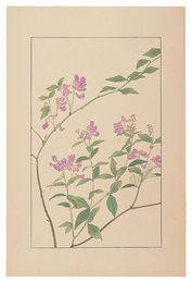 南天萩　Two-Leaved Vetch