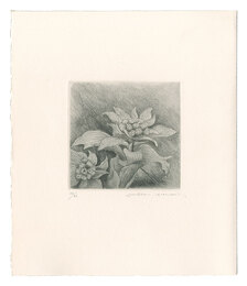 ふきのとう　Butterbur Sprout