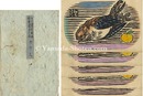 版画絵葉書 第12回 カケス　Woodblock Print Postcard vol.12 Jay (bird)