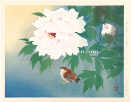 雨中牡丹　Peony in Rain