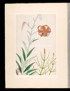 高山植物図譜　コオニユリ（スゲユリ）・イヌスギナ（ヌマドグサ）　Japanese Alpine Plants / Maximowicz's lily and Marsh horsetail