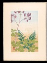 高山植物図譜　シキンカラマツ・オクヤマワラビ　Japanese Alpine Plants / Thalictrum rochebrunianum and Alpine lady-fern