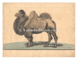 自筆画稿　駱駝（仮題）　Camel (tentative title)
