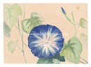 萬華画譜　あさがほ　Picture Album of Various Flowers / Morning Glory