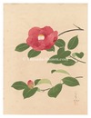 自筆画　椿（仮題）　Camellia (tentative title)
