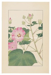 芙蓉　Cotton Rosemallow