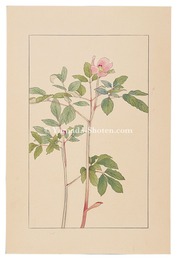 山芍薬　Paeonia obovata