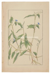 露草　Commelina　communis